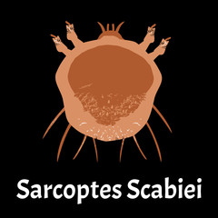 Sarcoptes scabiei. scabies. Sexually transmitted disease. Infographics. illustration on isolated background.