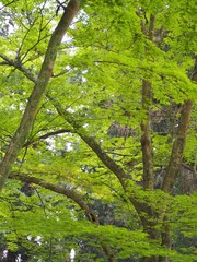 新緑のもみじの木