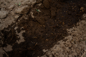 Seeds in the ground