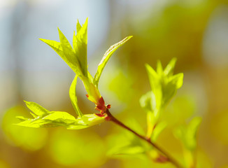 The rays of the sun in the spring forest.