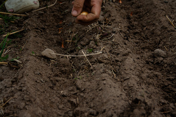Seeds in the ground