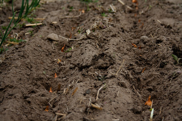 Seeds in the ground