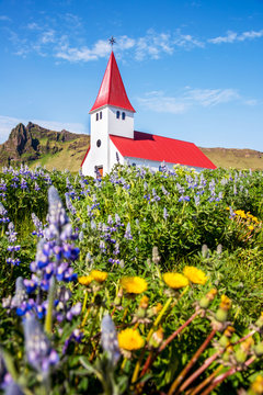 The famous Vik church (Vikurkirkja) and flowers of lupine in Iceland. place of pilgrimage. Impressive landscape. Exotic countries. Amazing places. © anko_ter