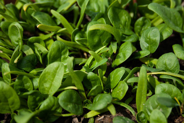 Spinach plantation in the field.
