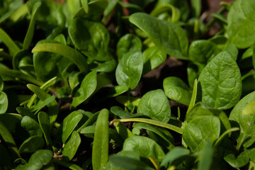 Spinach plantation in the field.