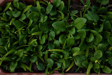 Spinach plantation in the field.