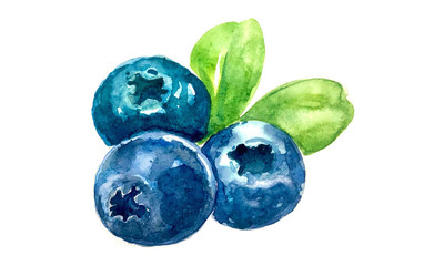 Blueberry watercolor
