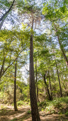 View on pine tree from the bottom, Cyprus.