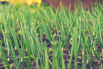 Onion plantation in the vegetable garden. green onions growing in the garden. close-up of onion plantation after the watering