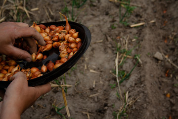Yellow onion seedlings will be put into the ground