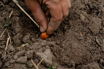 Yellow onion seedlings will be put into the ground