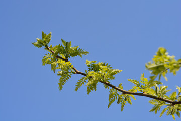 Thornless Honey locust