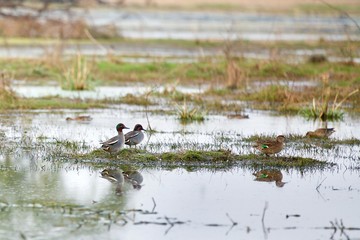 The Eurasian teal, common teal, or Eurasian green-winged teal (Anas crecca); Wetlands, Keoladeo National Park Rajasthan, India.

These small dabbling ducks feeds on seeds and aquatic invertebrates.