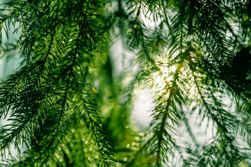 The rays of the sun in the spring forest.