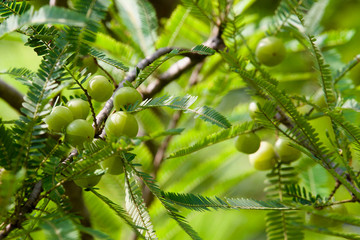 Indian Gooseberry on a branch.