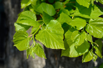 Obraz premium Small-leaved lime