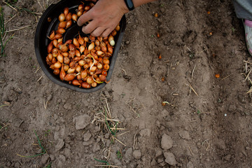 Yellow onions for seedlings, planted in the ground