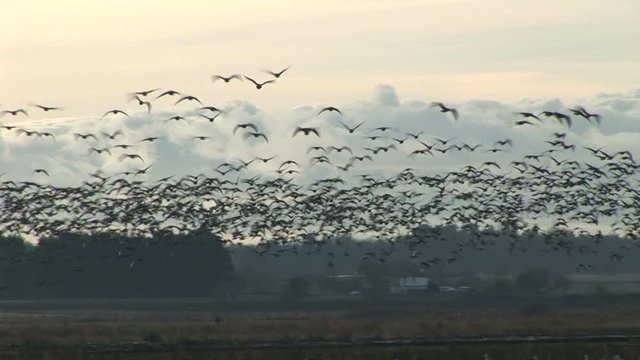 Geese flying in the evening sunset migration UK