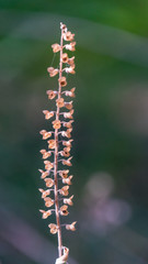Close up of long dried flowers in Cyprus.