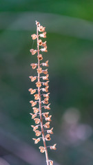 Close up of long dried flowers in Cyprus.