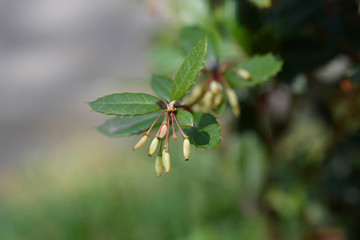 Wintergreen barberry