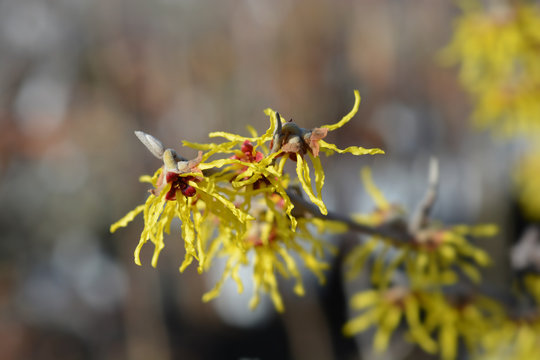 Witch Hazel Arnold Promise