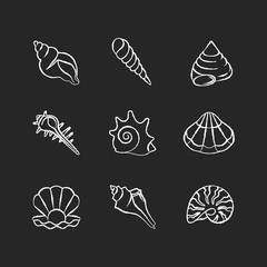 Sea shells chalk white icons set on black background