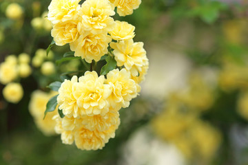 モッコウバラ　木香薔薇　黄色い花