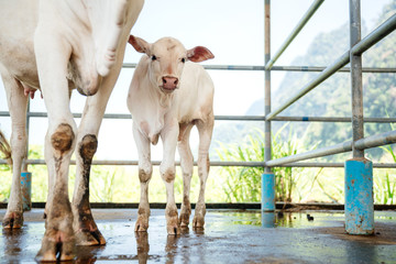 Obraz na płótnie Canvas Calf and white cow mom in the corral on the ranch. Livestock.