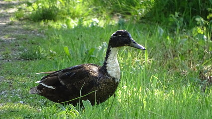 Stockente
