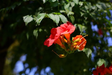 red flower of Liana campsis