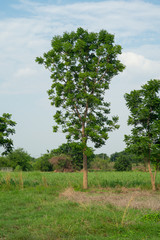 Outstanding tree grows in the field and isolated on blue sky background