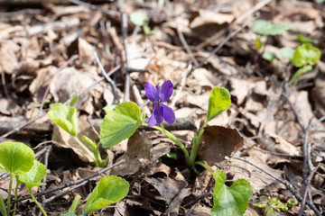 forest violet blooms in spring