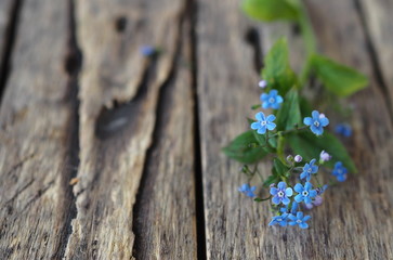 Floral background. Tender blue spring forget-me-not flowers on a wooden ancient table.Place for text.