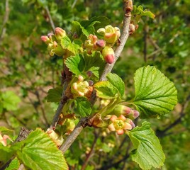 Fototapeta premium young buds and flowers of black currant against the background of a spring garden
