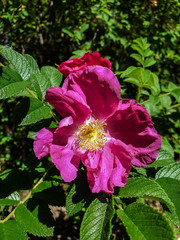 A delicate flower of wild rose. Yaroslavl. Beautiful summer day.