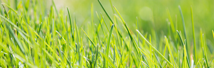 Fresh green thick grass close-up. Soft focus. Abstract nature background. Banner.