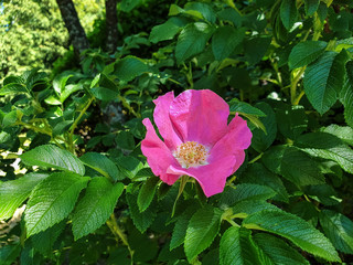 A delicate flower of wild rose. Yaroslavl. Beautiful summer day.