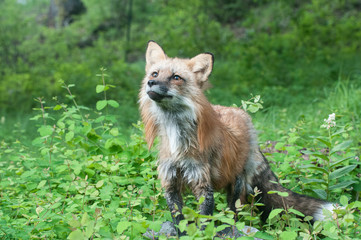 Montana fox