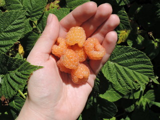 Handful of yellow raspberries in hand. Freshly picked berry