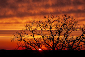 Silhouette of a leafless white oak tree with the sun setting and brilliant red, orange and yellow clouds.
