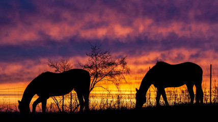 Silhouette of two horses grazing along a wire fence with a tree and a colorful sunset in the background.