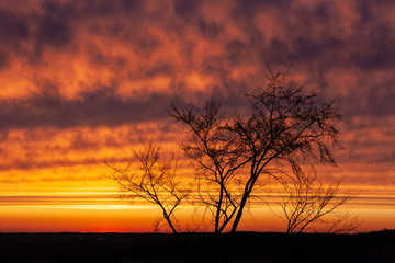 Silhouette of a delicate tree in front of colorful sunset clouds that are orange, yellow, blue, purple and pink.