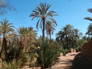 Fototapeta na wymiar Footpath Amidst Palm Trees