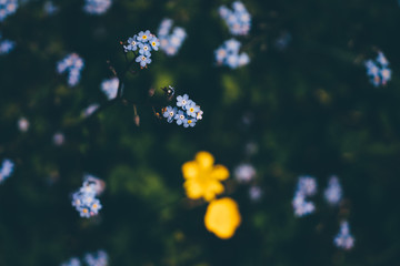 Myosotis - fleur au printemps été, bouquet sauvage © Sleevester Stock
