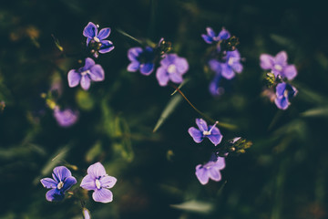 Fototapeta na wymiar Fleur sauvage violette - Geissorhiza - géranium