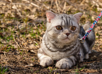 A pet cat on a walk in the wild on a leash. Pets in the wild