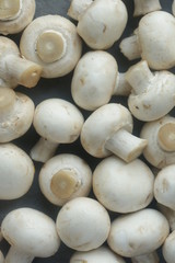 mushrooms on a grey background
