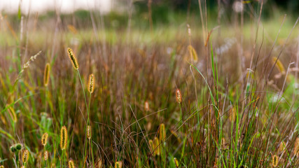 grass in the wind