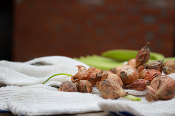 the little orange bulbs are in the white garden gloves. Close-up of seeds for the garden. Spring concept of a spring garden